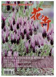 花卉 花卉